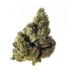 Choco Kush Auto - 5 pack