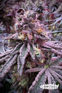 Sour Blucci - 7-pack