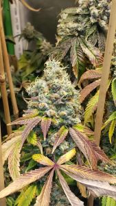 Sour Fire Tahoe - 12-pack