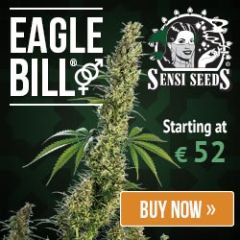 Eagle Bill ® - 10PACK