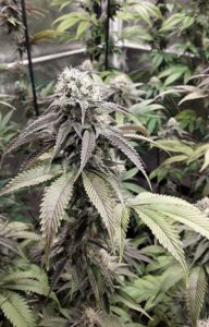 Strawberry Cookies - 5-pack