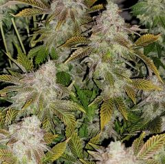 Strawberry Tiramisu - 6-pack