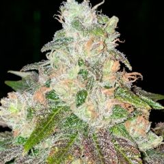 Strawberry Jacuzzi - 6-pack