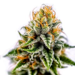 Sunset Sherbet Autoflower - 5-pack