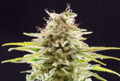 Super OG Kush
