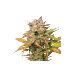 Auto Sweet Bourbon Kush - 5PACK