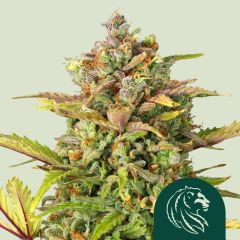 Sweet ZZ (Formerly Sweet Zkittlez)