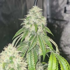 Sweet Biker - 12-pack