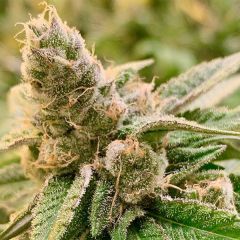 Tangerine Somali - 12-pack