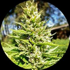 Tao Mix Classic - 15pack - Regular - Top Tao Seeds