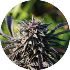 Tao Purple - Regular - 5pack