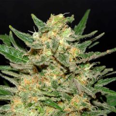 thai-fantasy-kannabia-amsterdam-seed-center