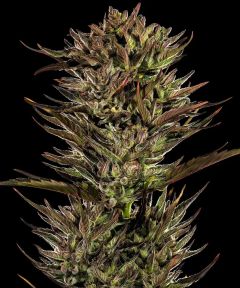 Thin Mint x Sour Pinot Auto - 5-pack