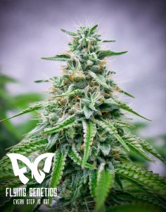 Tropi Lemon Z - 12-pack