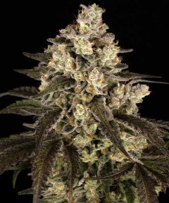 Trainwreck - 5 pack
