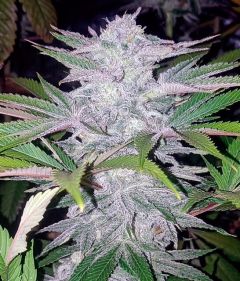 Critical Cherry - 5-pack