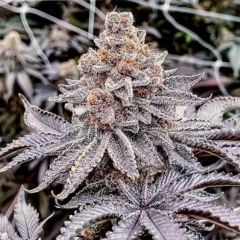 Tropicana Cherry Pie - 11-pack