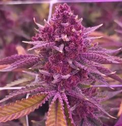 Tropicana Cherry Bx1 - 11-pack