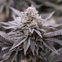 Tropi Lemon Z - 12-pack