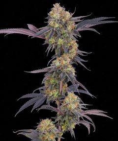 Tropicana Cherry - 5 pack