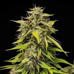 Tropicana Cookies Purple Auto - 3 pack