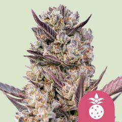 Tropicana Cookies Purple - 3-pack