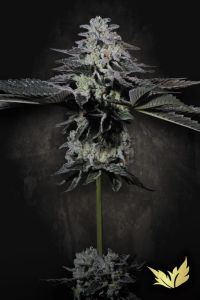 Tropicana Crush - 5-pack