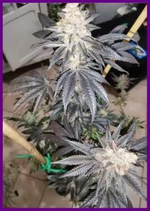 Peach Clouds - 6-pack