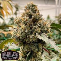 Caked Up Cherries F2 - 10-pack