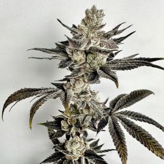 Crumb Dumpster - 6-pack