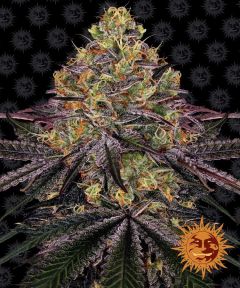 Watermelon Zkittlez Auto - 5 pack