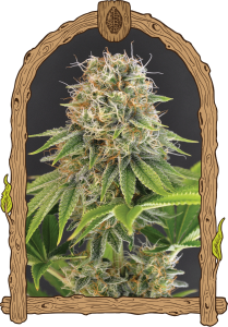 Wedding Monkey - 5-pack