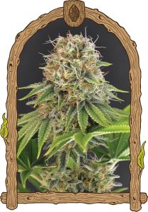 Wedding Monkey - Feminised - Exotic Seed