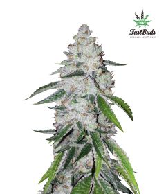 west-coast-og-5pack-auto-fast-bud-seeds-amsterdam-seed-center