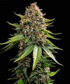 White Widow XXL Auto - 5 pack
