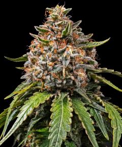 White Widow XXL - 5 pack