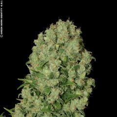 White Russian