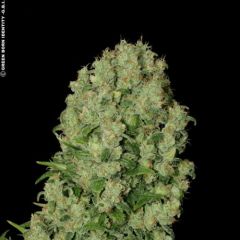 White Russian - 11 pack