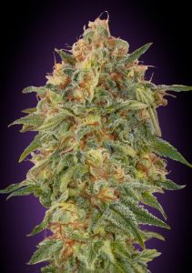 Zkittlez - 5 pack