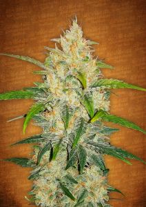 zkittlez-auto-5pack-fast-buds