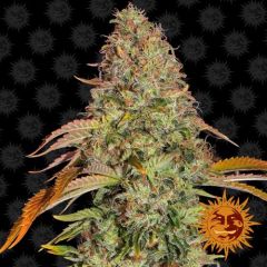 Zkittlez OG Auto - 5 pack