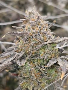 Zowahh Fresca - 6-pack