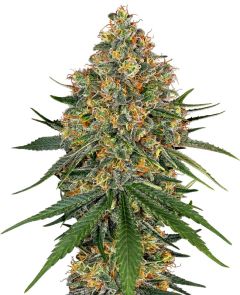 White Cheese