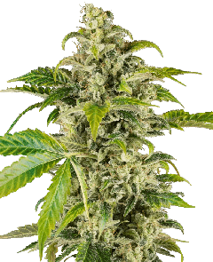 Sweet & Sour Cream Automatic