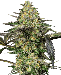 Grapevine Candy
