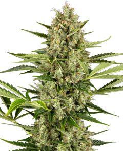 Jack Herer Automatic