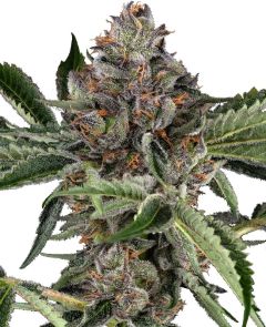 Papaya Jealousy - 5-pack