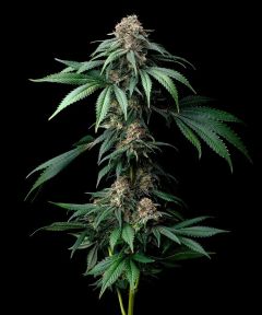 Mendo Breath - 5-pack