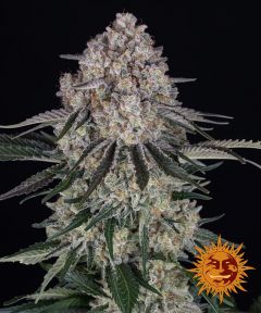 Sour Diesel Auto - 5-pack