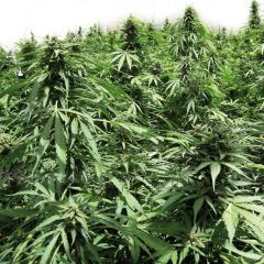 Afghan Express Auto